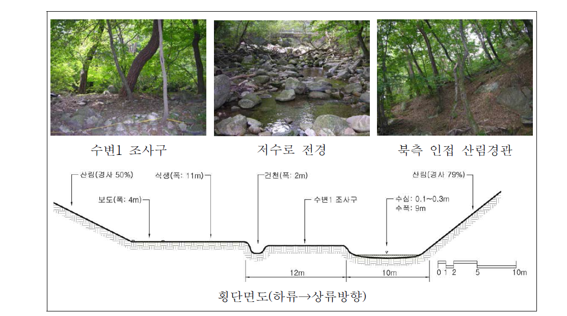 용문천 하류 자연수변림 횡단면구조