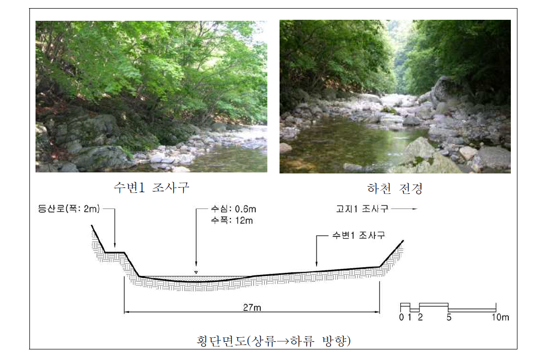 승안천 상류 자연수변림 횡단면구조