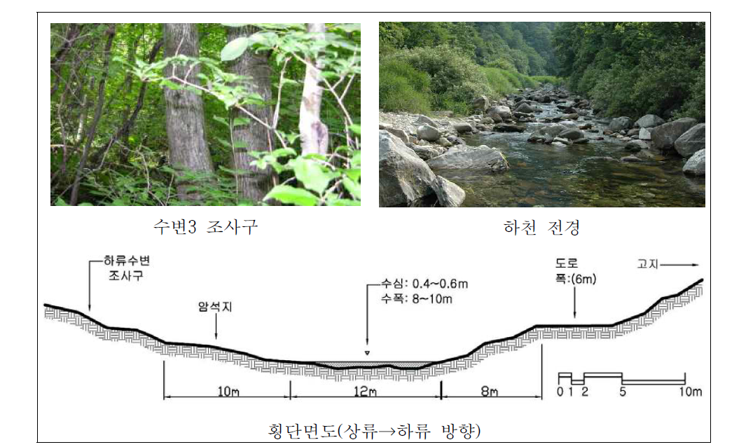 승안천 하류 자연수변림 횡단면구조