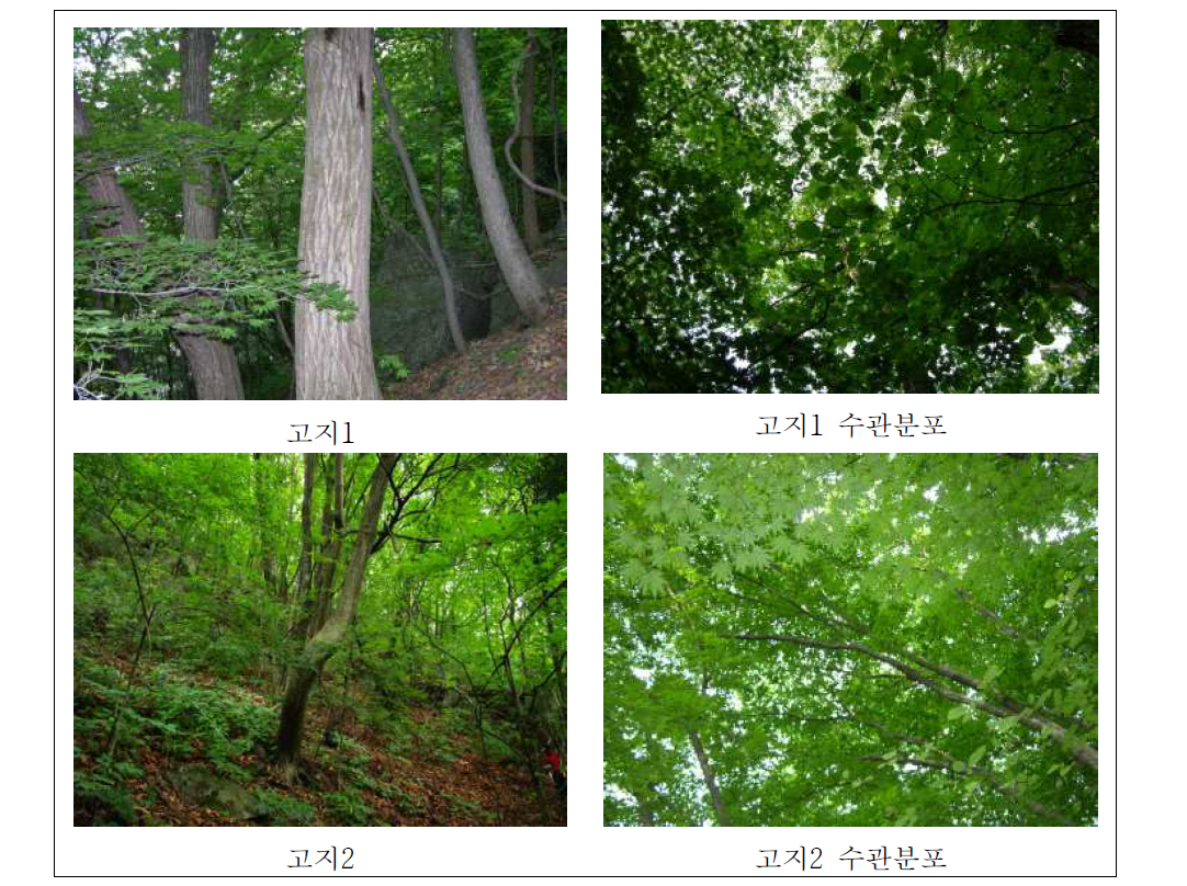 승안천 조사구의 식생분포 현황