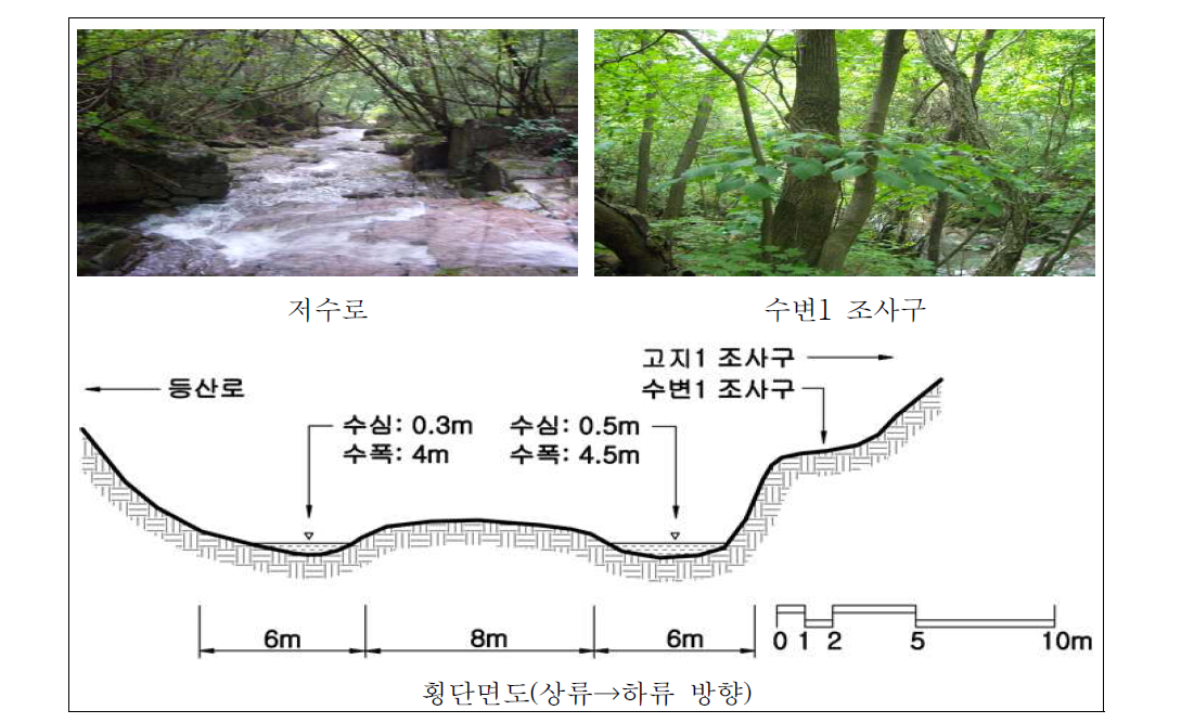 천은사 하천 하류 자연수변림 횡단면구조