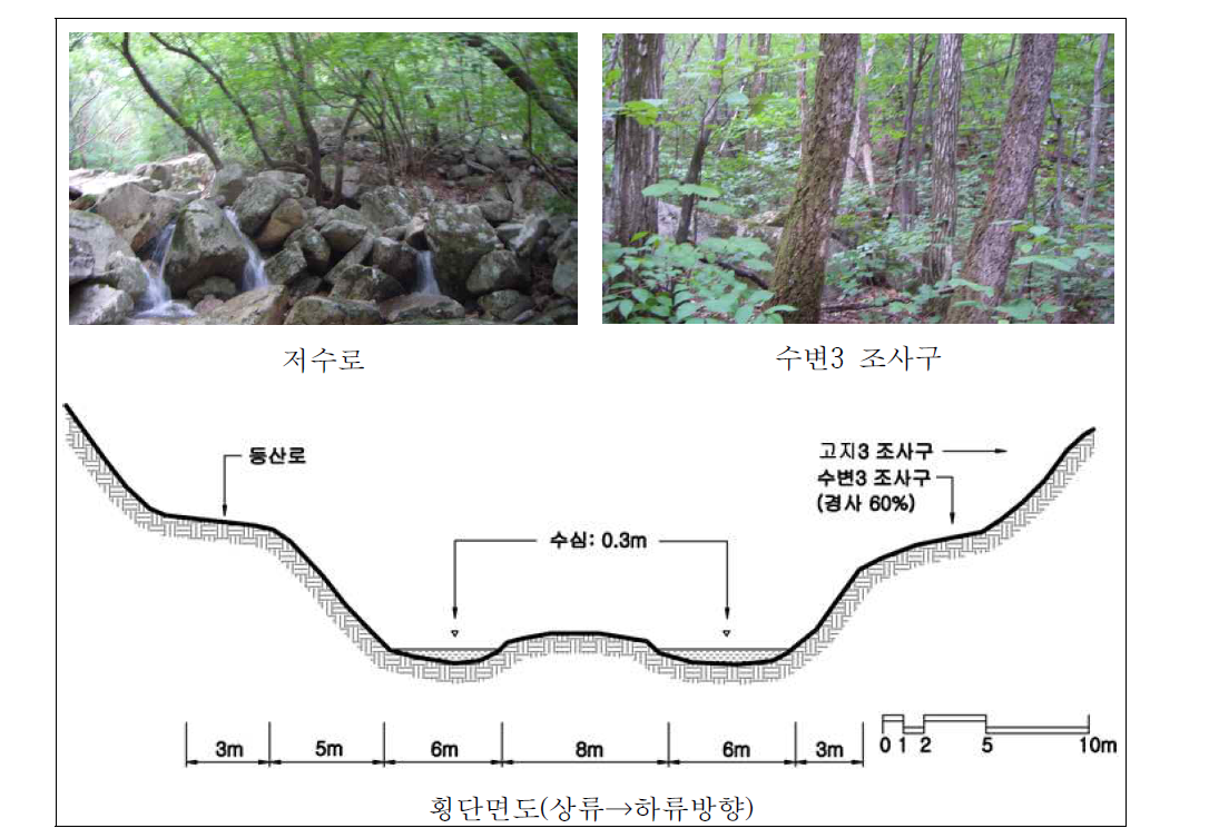 동달천 상류 자연수변림 횡단면구조