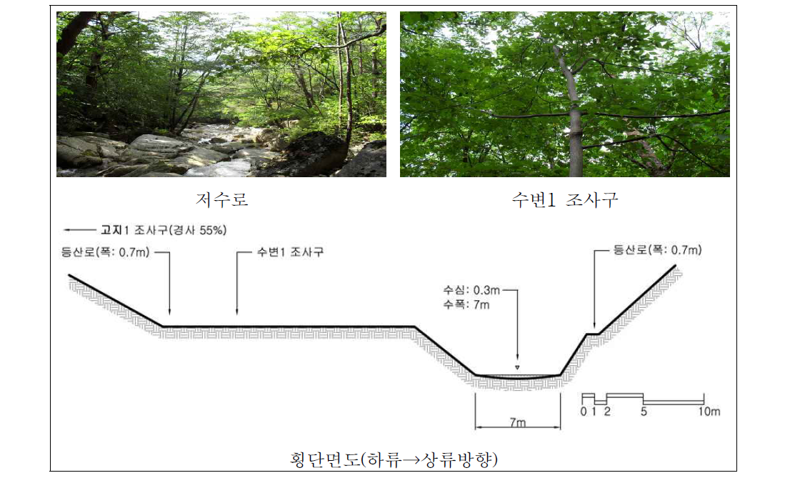 동달천 하류 자연수변림 횡단면구조