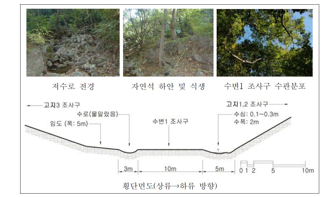 월동천 중류 자연수변림 횡단면구조