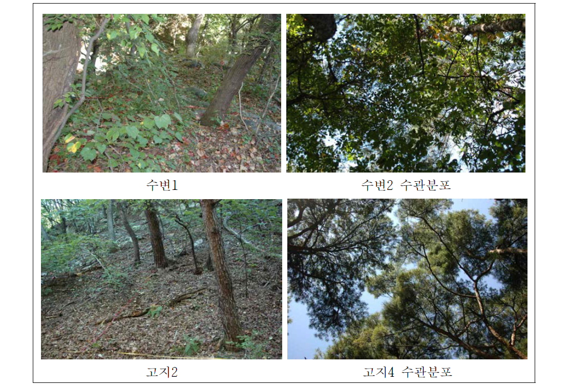 월동천 조사구의 식생분포 현황