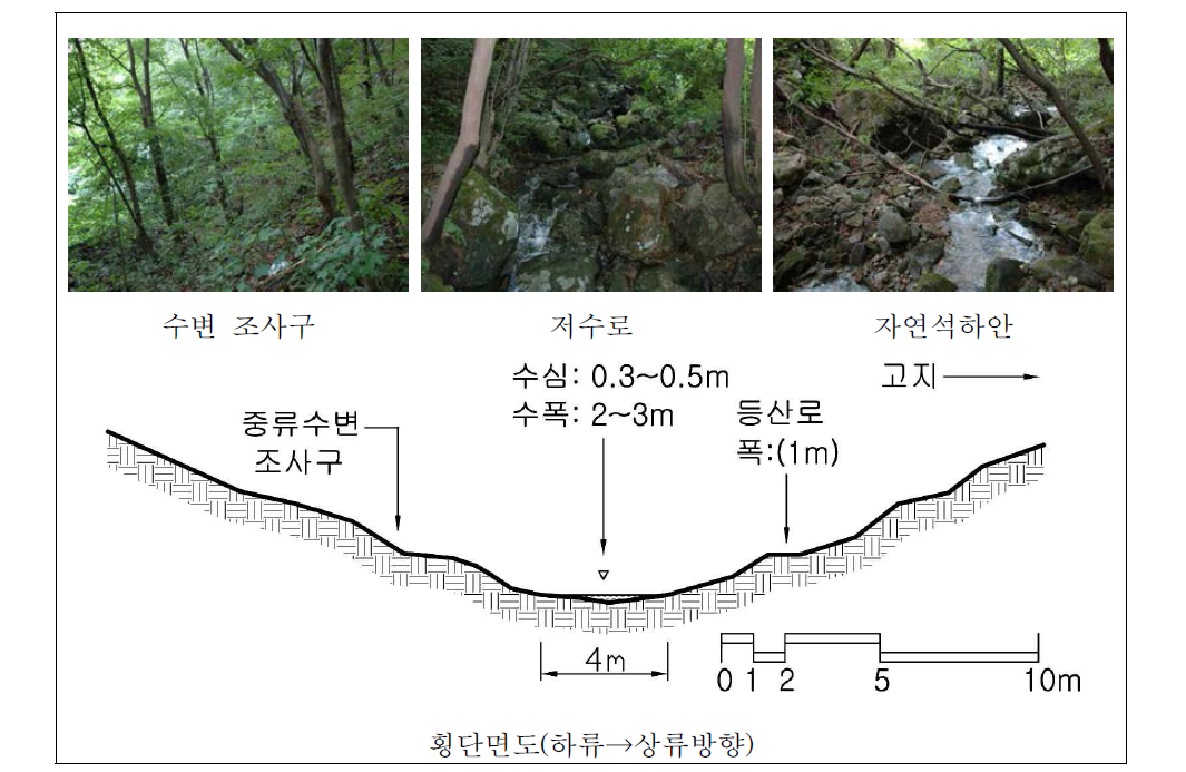 칠갑산 냉천골 중류 자연수변림 횡단면구조