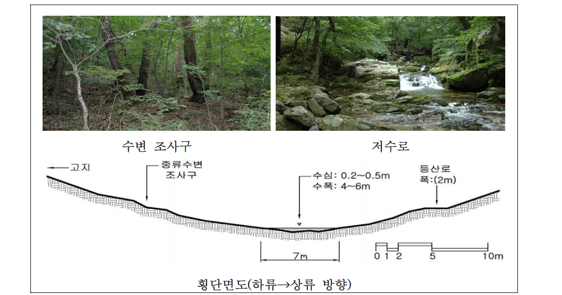 갑사계곡 중류 자연수변림 횡단면구조