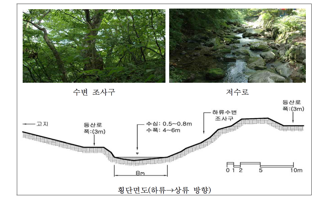 갑사계곡 하류 자연수변림 횡단면구조