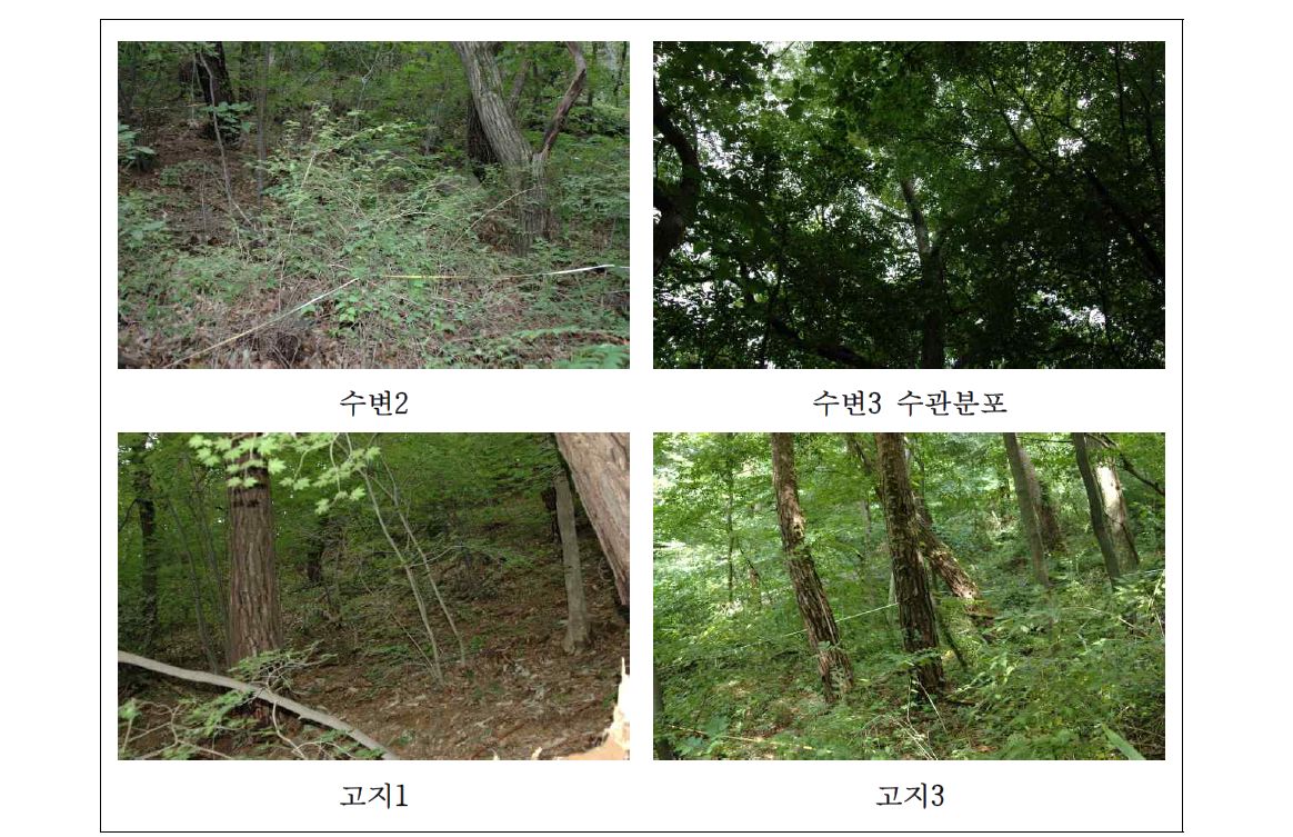 갑사계곡 조사구의 식생분포 현황