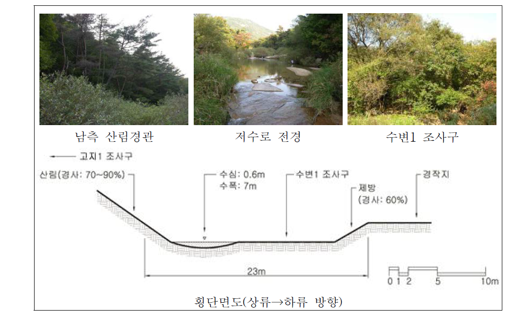 관평천 상류 자연수변림 횡단면구조