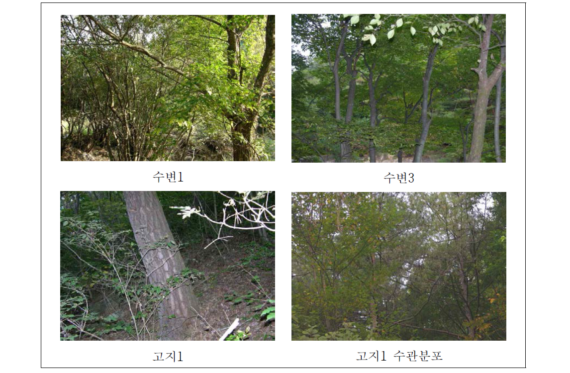 관평천 조사구의 식생분포 현황