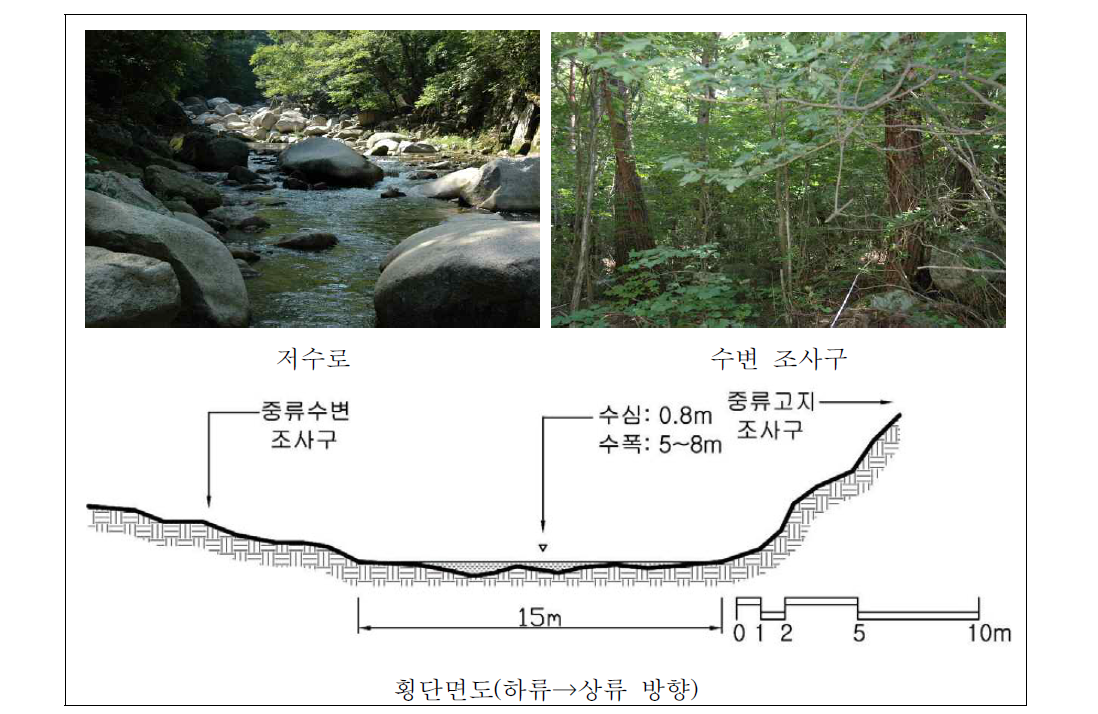 해인사 하천 중류 자연수변림 횡단면구조