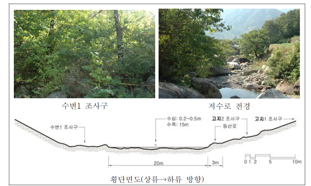 화개천 자연수변림 횡단면구조