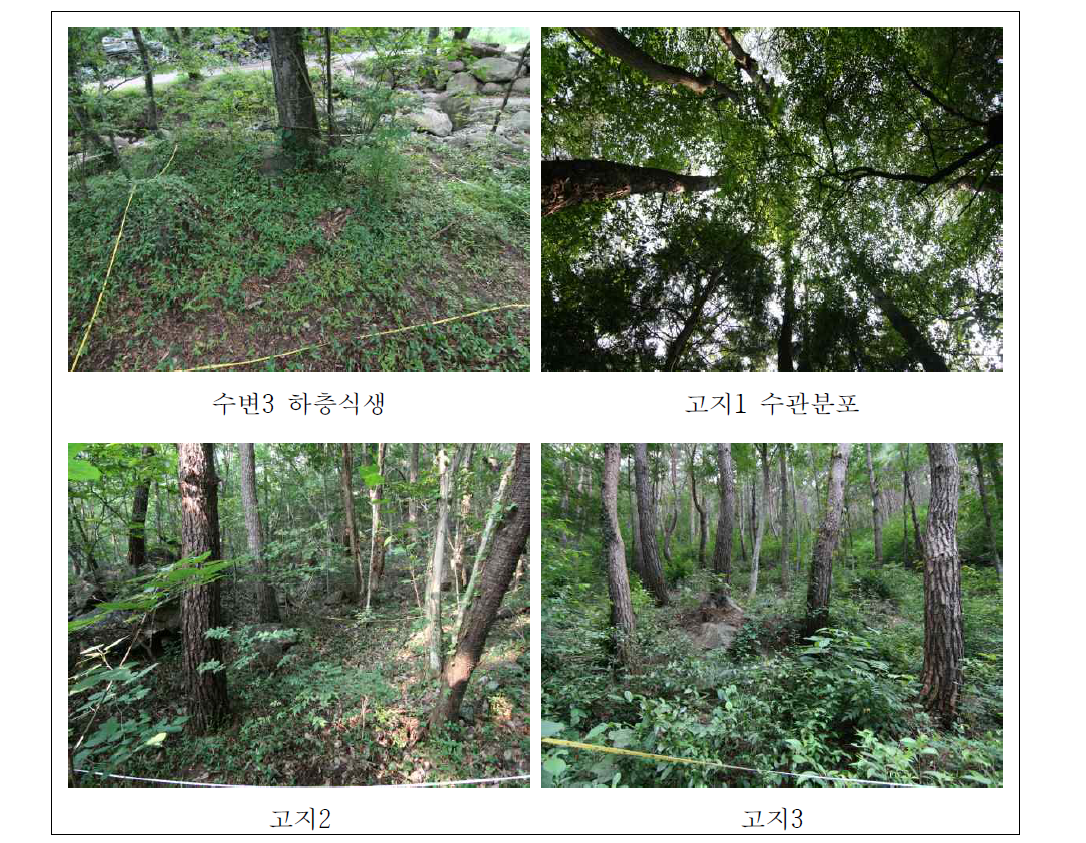 마산천 조사구의 식생분포 현황