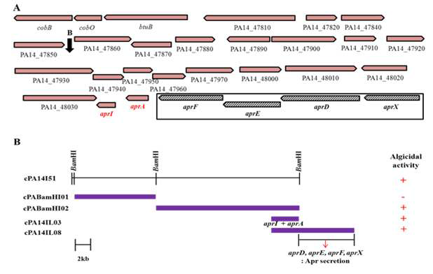(A) 가장 높은 살조활성을 보인 PA14I51 균주 내 recombinant cosmid DNA, cPA14I51의 ORFs, (B) cPA14I51 DNA를 제한효소 BamHI으로 절단한 후 확인된 분획들과 살조활성 결과