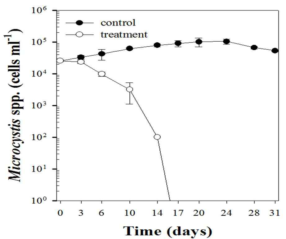 NQ 40 (500 nM) 접종 후 대조구와 처리구 내 M. aeruginosa 개체수의 일변화