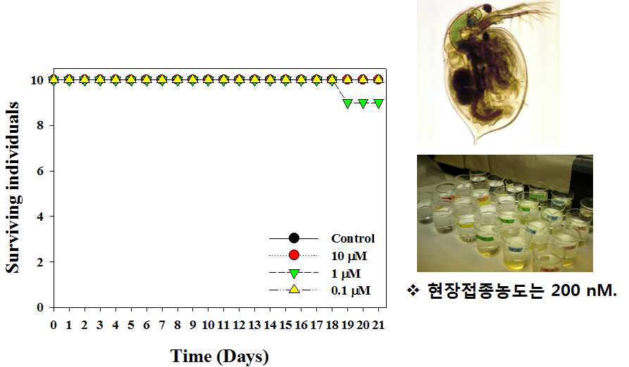 NQ 40 물질의 21일 노출시 동물 플랑크톤 Daphnia magna의 생존률