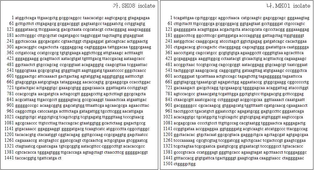 SK08 (가)과 MK01 (나)의 16S ribosomal DNA partial sequence