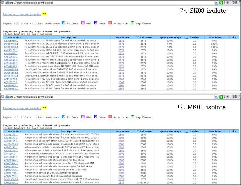 SK08 (가)과 MK01 (나)의 partial 16S rDNA 염기서열을 NCBI/BLAST/blastn service에 입력하고 EMBL/GeneBank database의 염기서열과 비교하여 유연관계 분석결과