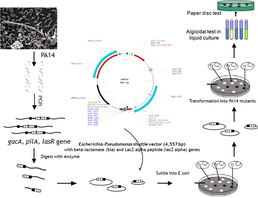 pilA, gacA, lasR 를 제거한 PA14 mutant에 각각의 유전자를 재삽입시켰을 때 살조활성의 복원유무 실험과정