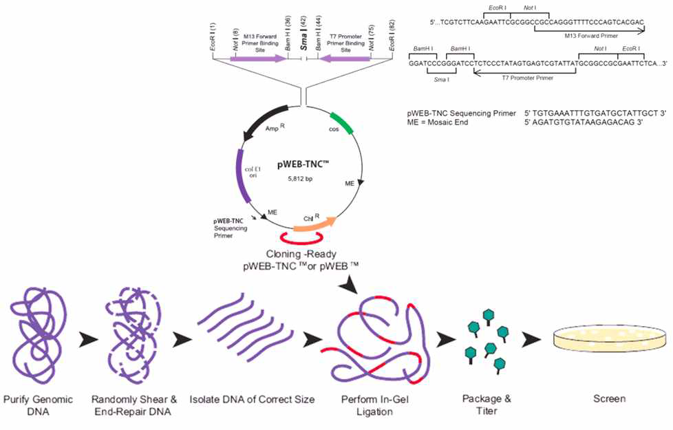 살조세균의 genome DNA library 확립을 위한 실험과정