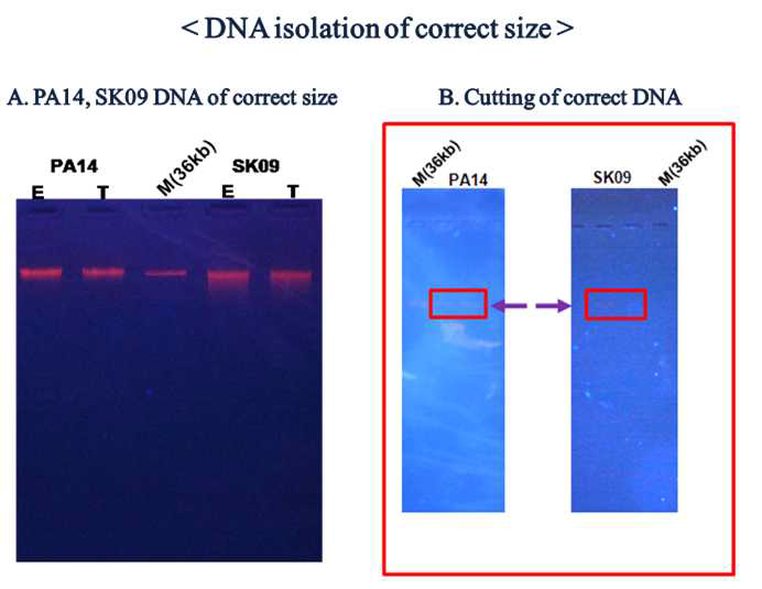 살조세균 PA14, SK09의 correct size DNA 분리