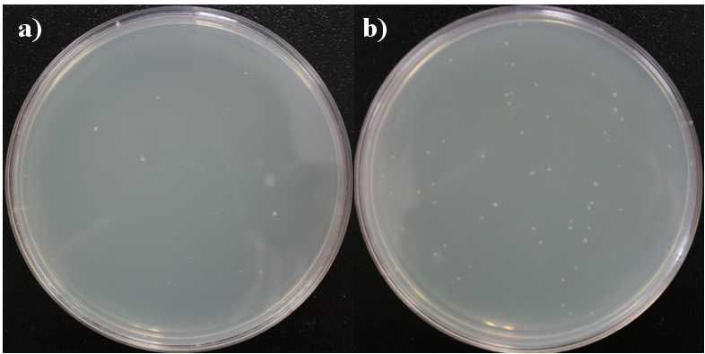 살조세균 PA14, SK09의 genomic DNA가 탑재된 E. coli colony의 배양결과