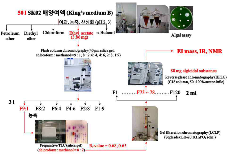 살조세균 HYK0203-SK02 유래 살조물질의 분리 및 정제 과정과 결과 도식도