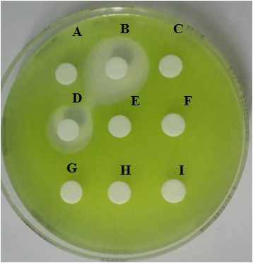 살조세균 L. graminis 배양여액을 각각의 유기용매와 향류분배하여 얻은 petroleum ether 분획(A), diethyl ether 분획(B), chloroform 분획(C), ethyl acetate 분획(D), n-buthanol 분획(E), 배양여액 분획(F)과 대조구로서 methanol 용매(G), diethyl ether 용매(H), ethyl acetate 용매(I)를 각각 M. aeruginosa algal lawn 위 페이퍼에 접종한 후 24시간 배양했을 때 형성된 투명대