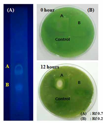 살조세균 L. graminis 배양여액에서 diethyl ether 분획 10 μl를 pTLC에 점적하고 chloroform : methanol = 10 : 1의 용매로 전개했을 때 분리된 band의 UV조사하에서의 모습(왼쪽 그림)과 각각의 밴드가 속한 silicagel plate를 잘라내어 M. aeruginosa algal lawn 에 삽입한 후 12시간 배양했을 때 형성된 투명대