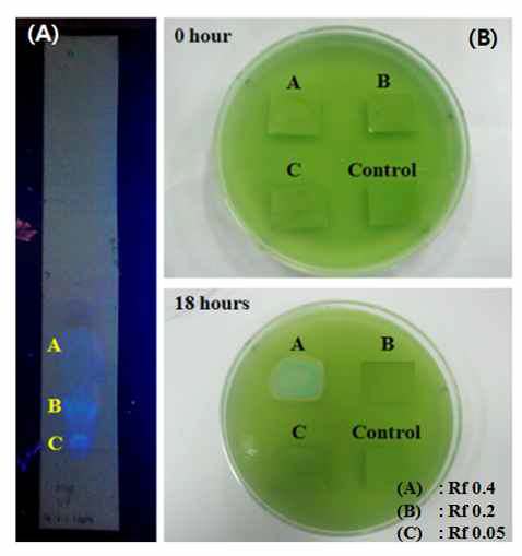 살조세균 L. graminis 배양여액에서 ethyl acetate 분획 10 μl를 pTLC에 점적하고 chloroform : methanol = 10 : 1의 용매로 전개했을 때 분리된 band의 UV조사하에서의 모습(왼쪽 그림)과 각각의 밴드가 속한 silicagel plate를 잘라내어 M. aeruginosa algal lawn 에 삽입한 후 18시간 배양했을 때 형성된 투명대