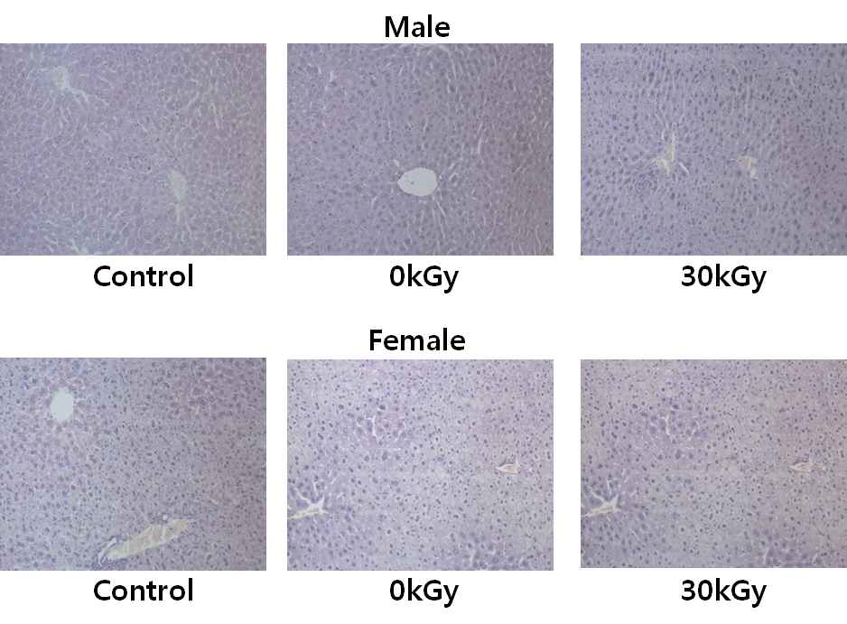 Histopathological examination of the liver of ICR mice administered with chicken X-ray irradiated at 30 kGy for 3 months, ×20.