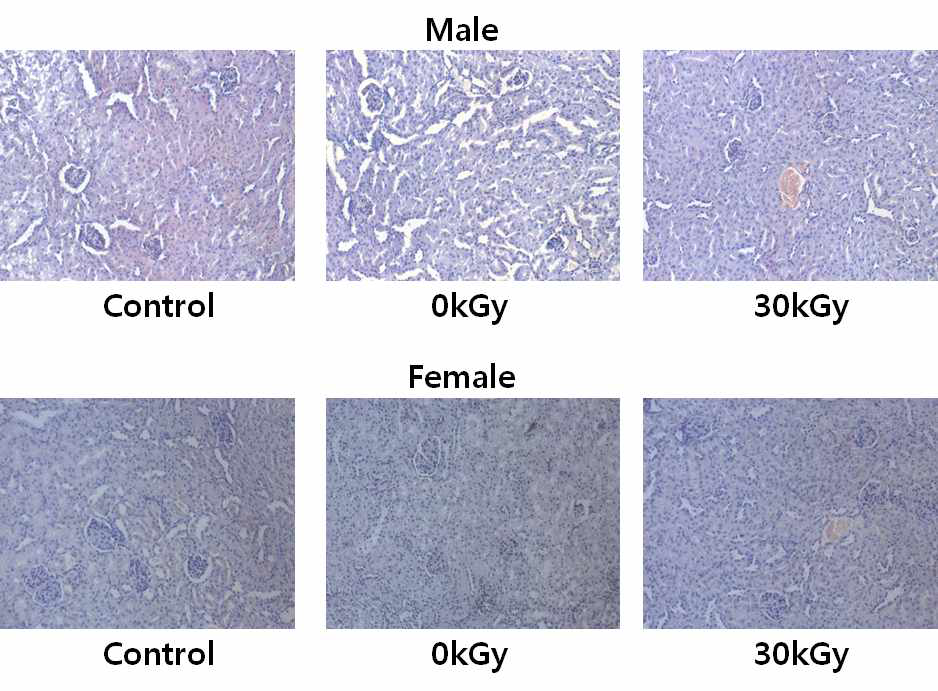 Histopathological examination of the kidney of ICR mice administered with chicken X-ray irradiated at 30 kGy for 3 months, ×20.