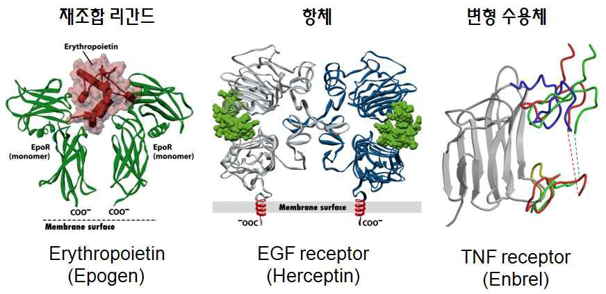 대표적인 단백질 신약과 타겟이 되는 수용체의 구조