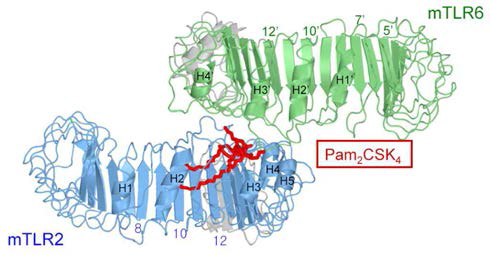 1 단계 연구: TLR-VLR 단백질 하이브리드 구조