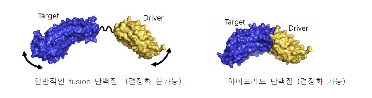 일반적인 fusion 단백질과 하이브리드 단백질의 비교