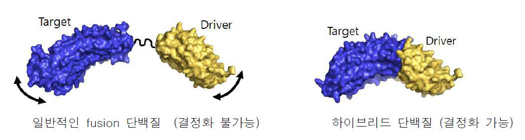 일반적인 fusion 단백질과 하이브리드 단백질의 비교