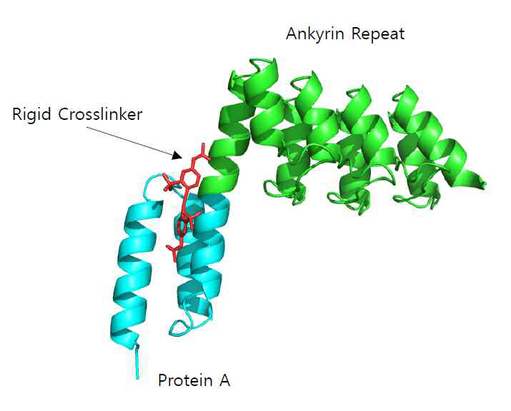 ankyrin-protein-EYCBS 하이브리드