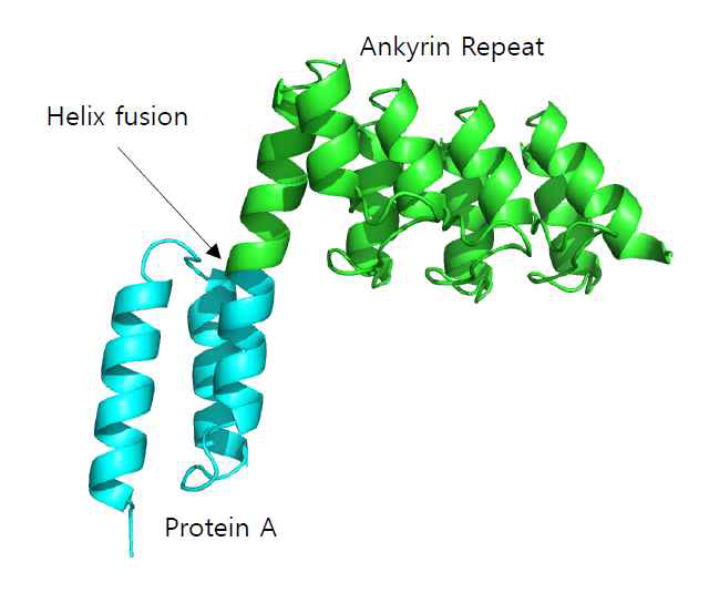 ankyrin-protein 하이브리드