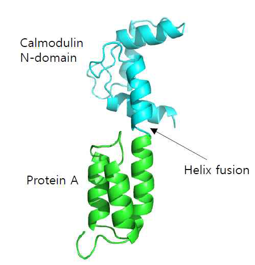 protein A-calmodulin 하이브리드