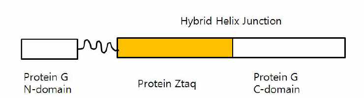 Protein G-protein Ztaq hybrid 단백질 구조