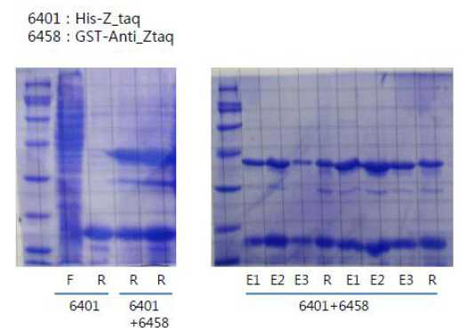 Ztaq을 6 his tag으로 anti-Ztaq을 GST tag로 발현시킨후, metal chelation column으로 pull-down 하였다. 이 때, His tag를 가진 Ztaq (6401) 뿐만 아니라 GST tag가 달린 anti-Ztaq도 pull-down이 되었기 때문에, 두 단백질이 강하게 결합한다는 것을 확인할 수 있었다.