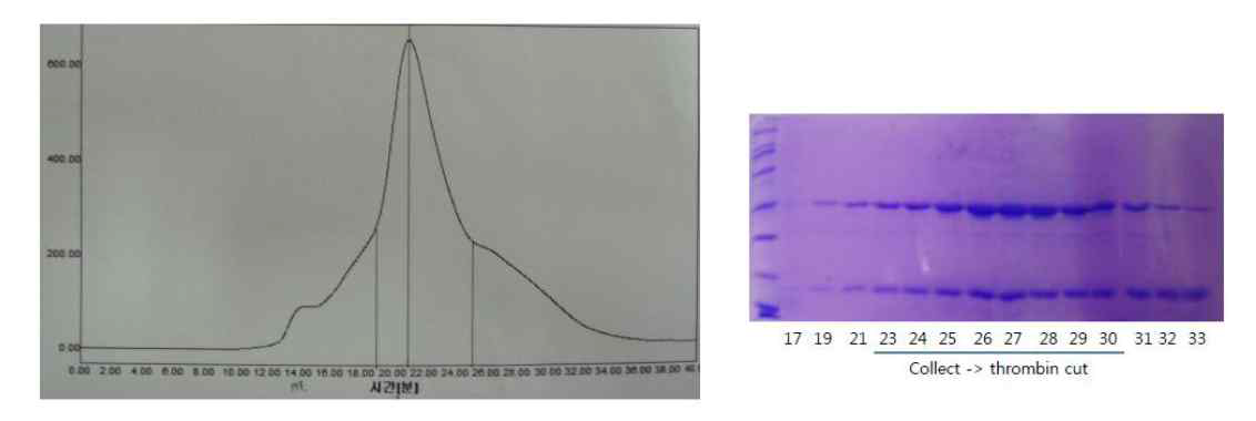 Ztaq-anti-Ztaq gel filtration chromatography.