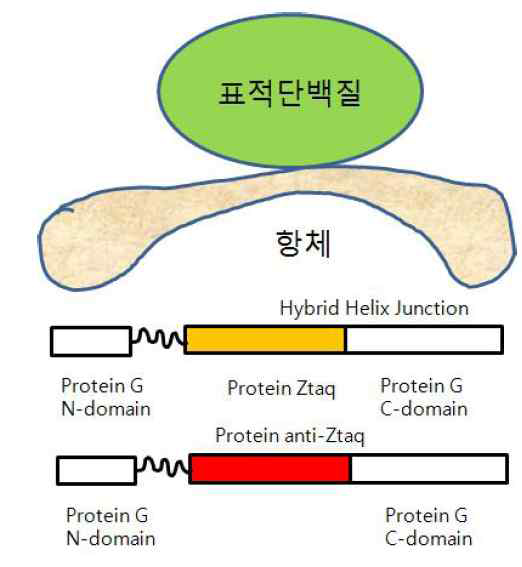 Protein G-Ztaq 하이브리드와 항체-표적단백질 복합체 형성