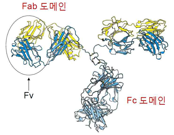 항체 구조, 박스 안쪽이 항원과 결합하는 Fab 도메인