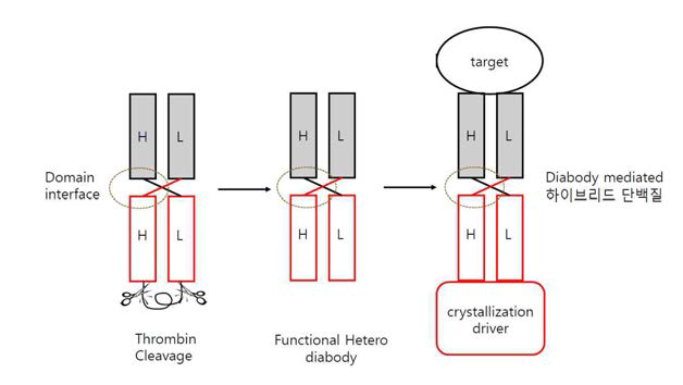 헤테로 다이아바디 생산. 타겟 및 결정화 드라이버 단백질과의 결합