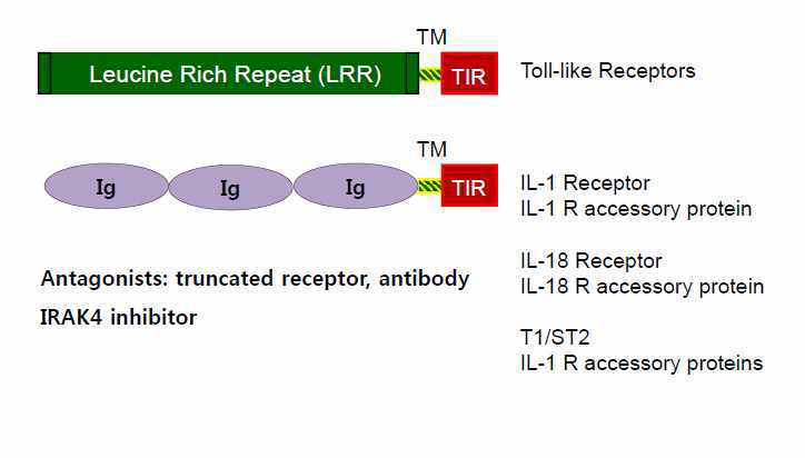 TLR 과 IL-1 수용체 패밀리에 보존되어있는 TIR 도메인.