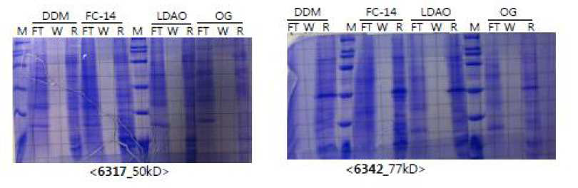 단백질 발현 SDS-PAGE 분석, TNFRSF1A (6317, 50kD) GFP-TNFRSF1A (6342, 77kD), Flow through (FT), Wash (W), metal chelation resin (R) fraction 들을 SDS-PAGE로 분석하였다.