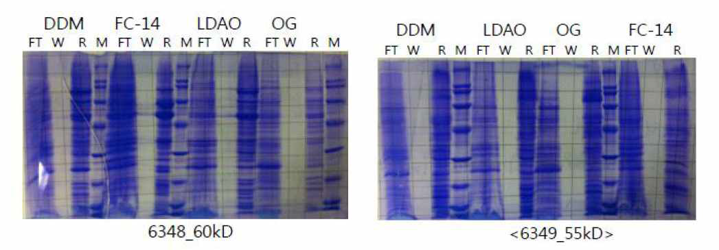 TNFR 패밀리 단백질 생산 테스트