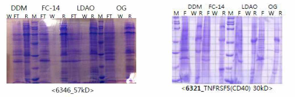 CD40 단백질 생산 테스트